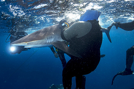 ������� �� �������